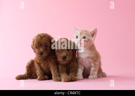 American Shorthair Kitten und zwei Toy Pudel Welpen Stockfoto