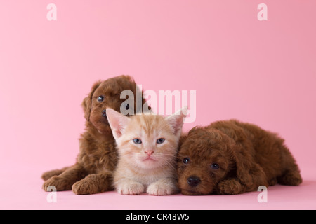 American Shorthair Kitten und zwei Toy Pudel Welpen Stockfoto