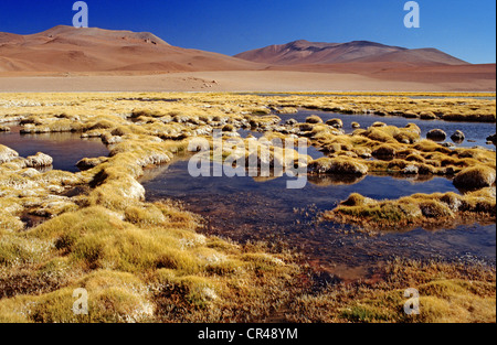 Chile, Region Antofagasta, El Loa Provinz, Vegetation um Salado River in der mineralischen Landschaft des chilenischen Altiplano in Stockfoto