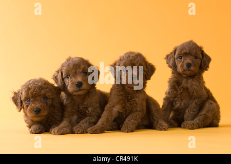 4 Toy Pudel Welpen Stockfoto