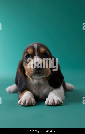 Basset Hound Welpen Stockfoto