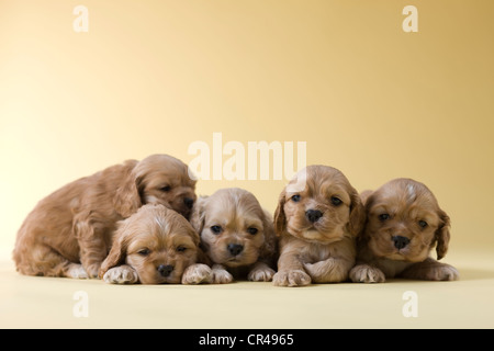 Fünf amerikanische Cocker Spaniel Welpen Stockfoto