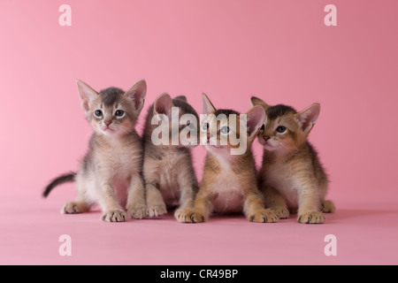 Vier Abessinier Kitten Stockfoto