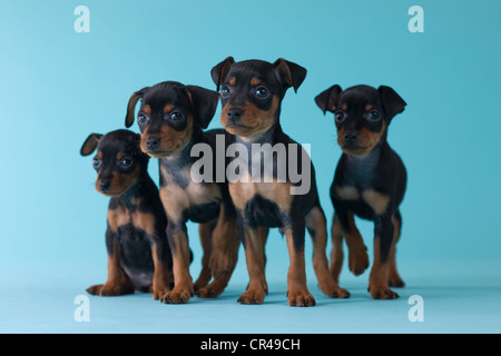 4 Zwergpinscher Welpen Stockfoto