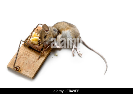 Tote Maus in einer Mausefalle mit Käse Stockfoto