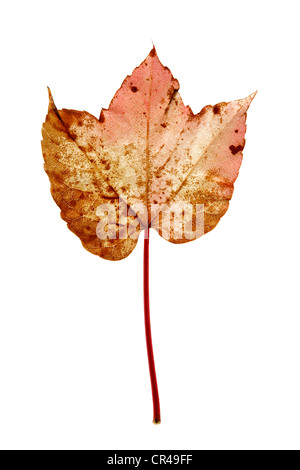 Weinblatt, japanische Schlingpflanze, Boston-Efeu, Grape Efeu oder Japanisch Ivy (Parthenocissus Tricuspidata), rot-gelb Herbst Blatt mit Stockfoto