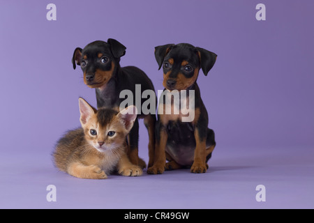 Abessinier Kitten und zwei Zwergpinscher Welpen Stockfoto