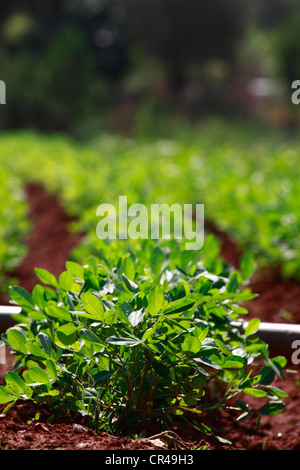 Erdnüsse oder Erdnuss (Arachis Hypogaea) Plantage, Ibiza, Spanien, Europa Stockfoto