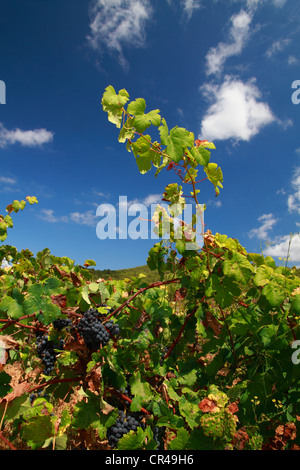 Trauben, Weinrebe (Vitis Vinifera) wächst im Weinberg, San Mateo-Tal, Ibiza, Spanien, Europa Stockfoto