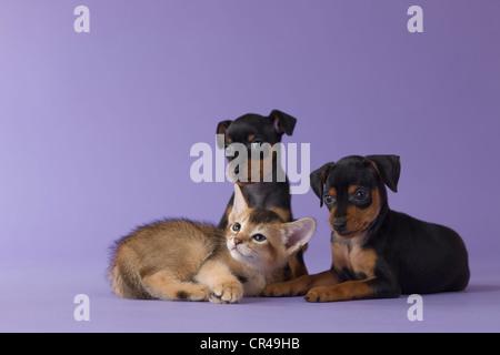 Abessinier Kitten und zwei Zwergpinscher Welpen Stockfoto