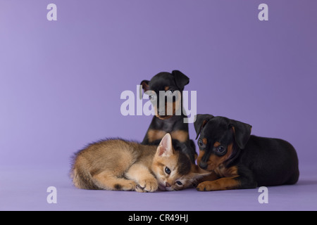 Abessinier Kitten und zwei Zwergpinscher Welpen Stockfoto