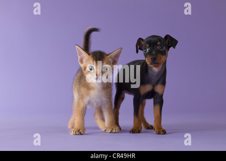 Abessinier Kitten und Zwergpinscher Welpen Stockfoto