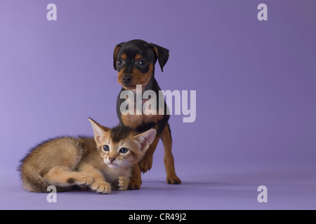 Abessinier Kitten und Zwergpinscher Welpen Stockfoto