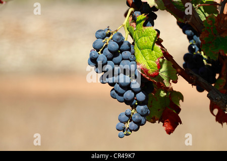 Trauben wachsen auf Weinrebe, Ibiza, Balearische Inseln, Spanien, Europa Stockfoto