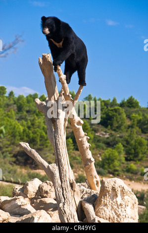 Frankreich, Aude, Corbieres, Sigean, Reserve Africaine (African Reserve Zoological Park), asiatische schwarz (Ursus Thibetanus), auch tragen Stockfoto