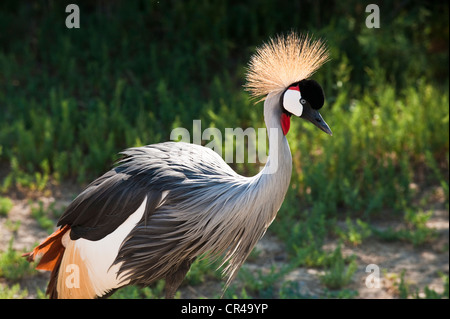 Frankreich, Aude, Corbieres, Sigean, Reserve Africaine (African Reserve Zoological Park), Grey gekrönter Kran (Balearica Regulorum) Stockfoto