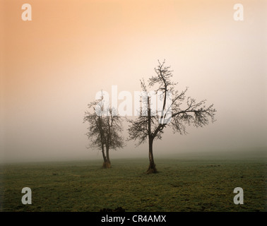 Bäume im Morgenlicht, Murnau Moor, Upper Bavaria, Bayern, Deutschland, Europa Stockfoto