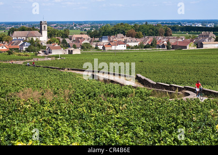 Frankreich, Cote d ' or, Côte de Beaune, Pommard, Radfahrer in den Reben Stockfoto