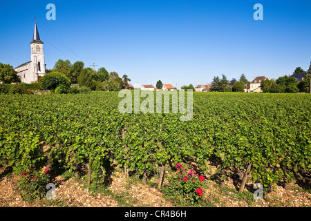 Frankreich, Cote d ' or, Côte de Beaune, Aloxe-Corton, Weinberg außerhalb der Kirche Stockfoto