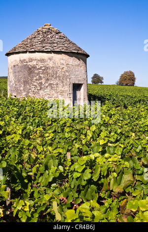 Frankreich, Cote d ' or, Côte de Beaune, Savigny Les Beaune, AOC Weinberge, Winzer-Hütte Stockfoto