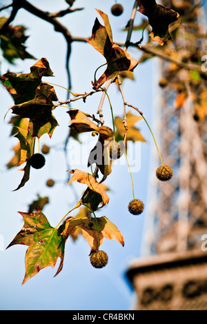 Herbst Blätter und Früchte auf dem Ast einer Platane, Eiffelturm auf Rückseite, Champ de Mars Park, Paris, Frankreich, Europa Stockfoto