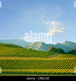 Vom frühen Morgen an einem wunderschönen Hang Weinberg in der Marlborough Weinbauregion der Südinsel von Neuseeland. Stockfoto