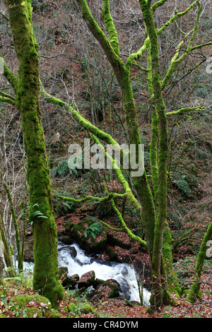 Bemoosten Bäumen und Creek, Puy de Dome Auvergne, Frankreich Stockfoto