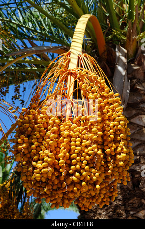 Frucht der Dattelpalme (Phoenix Dactylifera), Orosei, Sardinien, Italien, Europa Stockfoto