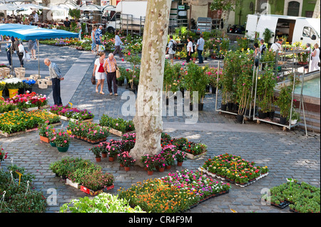 Frankreich, Herault, Sete, Place Léon Blum, Blumenmarkt von Mittwoch Stockfoto