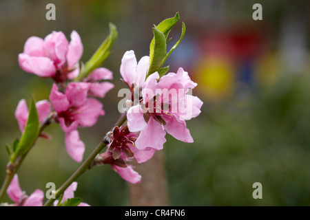Blüten der ein Pfirsichbaum, Pfirsich (Prunus Persica) Stockfoto