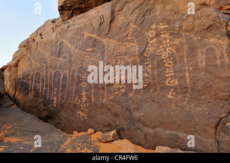 Rock-Gravur einer Giraffe und Tifinagh Schriften, Adrar Tekemberet, Immidir, Algerien, Sahara, Nordafrika Stockfoto