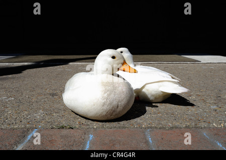 Zwei weiße Enten in der Sonne sitzen Stockfoto