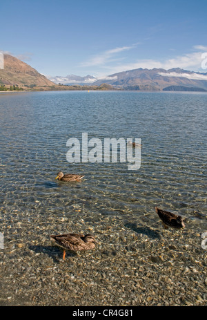 Stockente Enten in der Nähe von der Küste am Lake Wanaka auf der Südinsel Neuseelands Stockfoto
