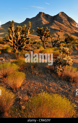 Joshua Tree (Yucca Brevifolia) in Beaver Dam Wash National Conservation Area, Mojave-Wüste, Utah, USA, Nordamerika Stockfoto