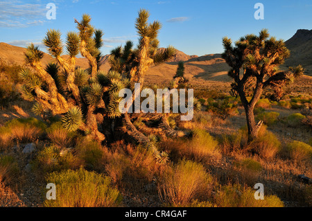 Joshua Tree (Yucca Brevifolia) in Beaver Dam Wash National Conservation Area, Mojave-Wüste, Utah, USA, Nordamerika Stockfoto