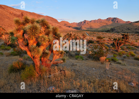 Joshua Tree (Yucca Brevifolia) in Beaver Dam Wash National Conservation Area, Mojave-Wüste, Utah, USA, Nordamerika Stockfoto