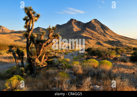 Joshua Tree (Yucca Brevifolia) in Beaver Dam Wash National Conservation Area, Mojave-Wüste, Utah, USA, Nordamerika Stockfoto