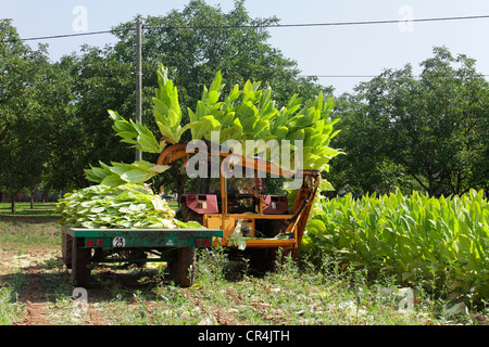 Tabakanbau in Quercy, Lot, Frankreich, Europa Stockfoto