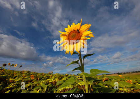 Sonnenblume, Puy de Dome, Frankreich, Europa Stockfoto