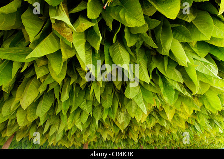 Tabakanbau in Quercy, Lot, Frankreich, Europa Stockfoto