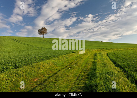 Isolieren, Baum, grün, Feld, landwirtschaftliche Landschaft, Puy de Dome Auvergne, Frankreich Stockfoto