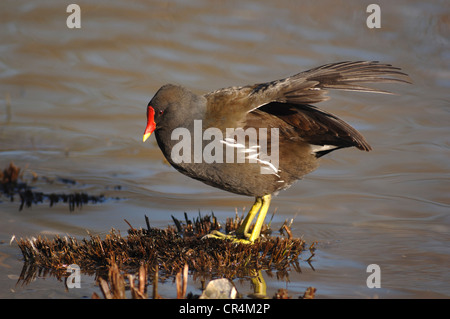 Moorhen Gallinula chloropus Stockfoto