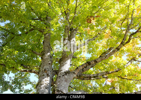 Nördliche rote Eiche (Quercus Rubra), Correze, Frankreich, Europa Stockfoto