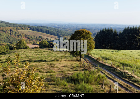 Landschaft im Parc Naturel Regional de Millevaches En Limousin, regionalen Naturpark Millevaches Corrèze, Frankreich, Europa Stockfoto