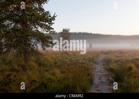 Torfmoor des Parc Naturel Regional de Millevaches En Limousin, regionalen Naturpark Millevaches, Longeroux, Correze, Frankreich Stockfoto