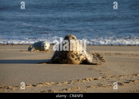 Robben am Strand von Winterton, Norfolk, England Stockfoto