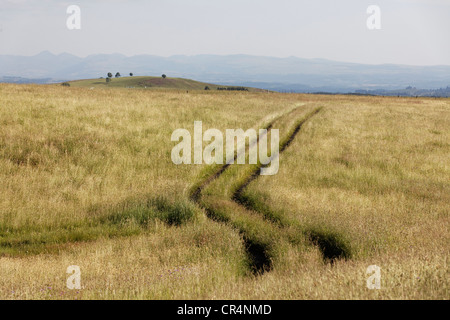 Feld, Fontaine Salee reserve, Auvergne Vulkane regionaler Naturpark, massiv der Sancy, Puy de Dome, Frankreich Stockfoto