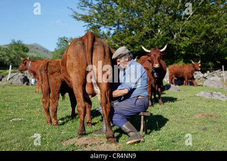 Bauer seine Kuh mit der hand Melken, reserve Fontaine Salee, Auvergne Vulkane regionaler Naturpark, Puy de Dome, Frankreich Stockfoto