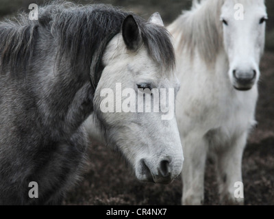 Zwei New Forest Ponys roaming Wild in Hampshire. Stockfoto