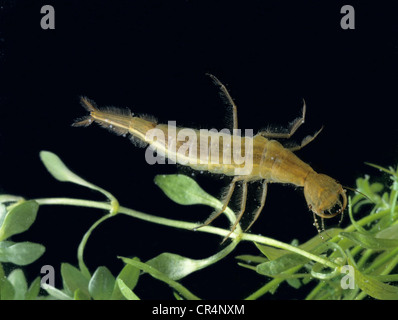 Großen Tauchen Käfer (Gelbrandkäfer Marginalis), Larve Stockfoto